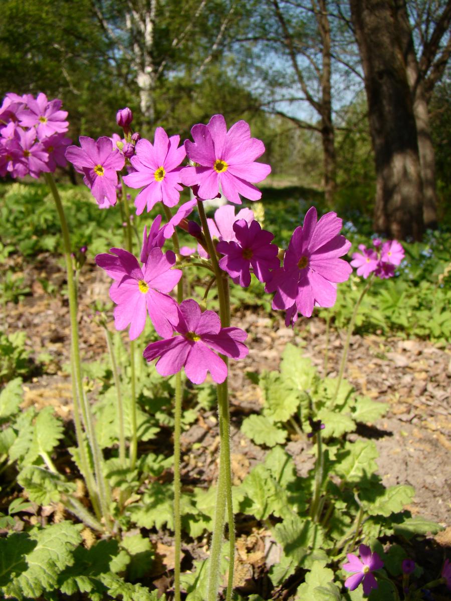 Первоцвет кортузовидный Primula cortusoides